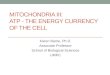 Mitochondria III: ATP - the energy Currency of the Cell