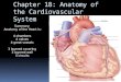 Chapter 18: Anatomy of the Cardiovascular System