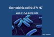 Escherichia coli 0157: H7