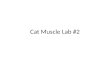 Cat Muscle Lab #2