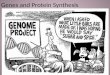 Genes and Protein Synthesis