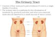 The Urinary Tract
