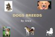 Dogs Breeds