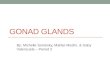 Gonad Glands