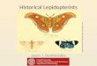 Historical Lepidopterists