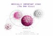 MEDICALLY IMPORTANT VIRUS (The DNA Virus)