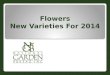 Flowers New Varieties For 2014