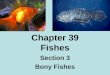 Chapter 39 Fishes