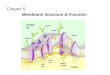 Chapter 5 Membrane Structure & Function