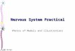 Nervous System Practical