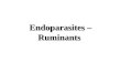 Endoparasites – Ruminants