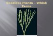 Seedless Plants – Whisk Ferns