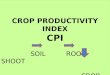 CROP PRODUCTIVITY INDEX CPI           SOIL       ROOT         SHOOT                                  CROP YIELD