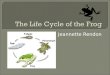 The Life Cycle of the Frog