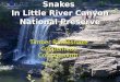 Snakes  In Little River Canyon National Preserve