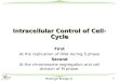 Intracellular Control of  Cell-Cycle