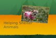 Helping Shelter Animals