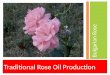 Traditional Rose Oil Production