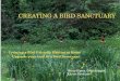 Creating a bird sanctuary