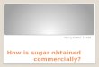How is sugar obtained commercially?