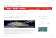Atlantic goliath grouper: a brazilian in distress | bioaquaria