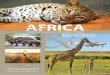 Africa by Above and Beyond Holidays