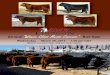 ROM'N Limousin Annual Bull Sale