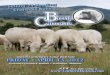 Brevig Charolais Cattleman's Value Bull Sale