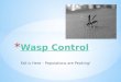 Wasp control fall is here – populations are peaking!