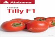 Ficha Tomate Tilly F1 - Alabama