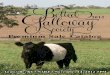 Belted Galloway Sale at NAILE