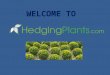 Httpwww hedgingplants com