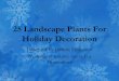 Landscape plants for holiday decoration2