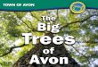 Avon Big Tree Book