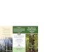 PARKS: Big Basin Redwoods State Park Brochure
