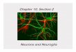 section 2, chapter 10 nervous system I
