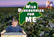 Wild Blueberries for ME