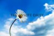 The White Daisy