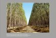 Eucalyptus Forest - Brazil