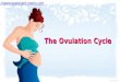 Expectant Moms:  The Ovulation Cycle