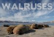 WALRUSES of Sand Island