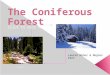 The Coniferous Forest