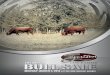 Severtson Bull Sale 2014