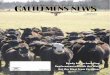 Feb 2014 Cattlemen's News
