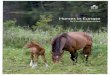 Horse industry Europe