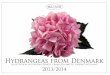 Hydrangeas from Denmark - 4kloever
