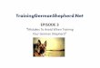 Knowledge about your dog helps while Training German Shepherd