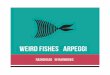 Weird Fishes- Arpeggi
