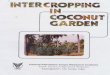 intercropping in coconut