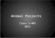 Animal Projects by Class 3-405